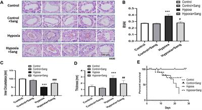 Sanguinarine Reverses Pulmonary Vascular Remolding of Hypoxia-Induced PH via Survivin/HIF1α-Attenuating Kv Channels